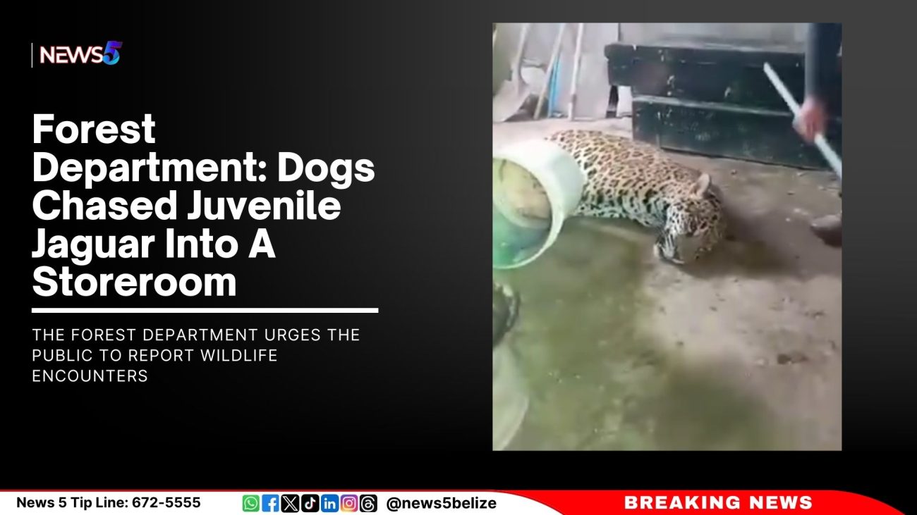 Forest Department: Dogs Chased Juvenile Jaguar Into A Storeroom ...