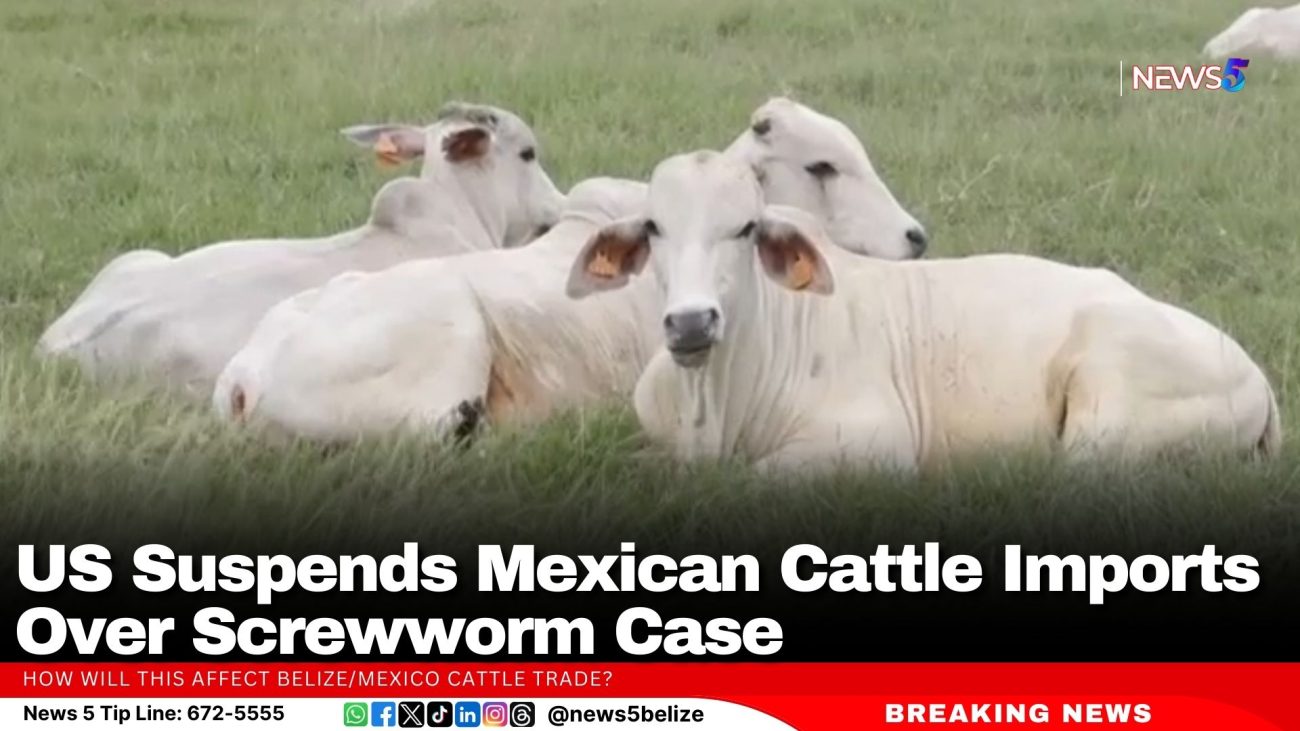 US Suspends Mexican Cattle Imports Over Screwworm Case