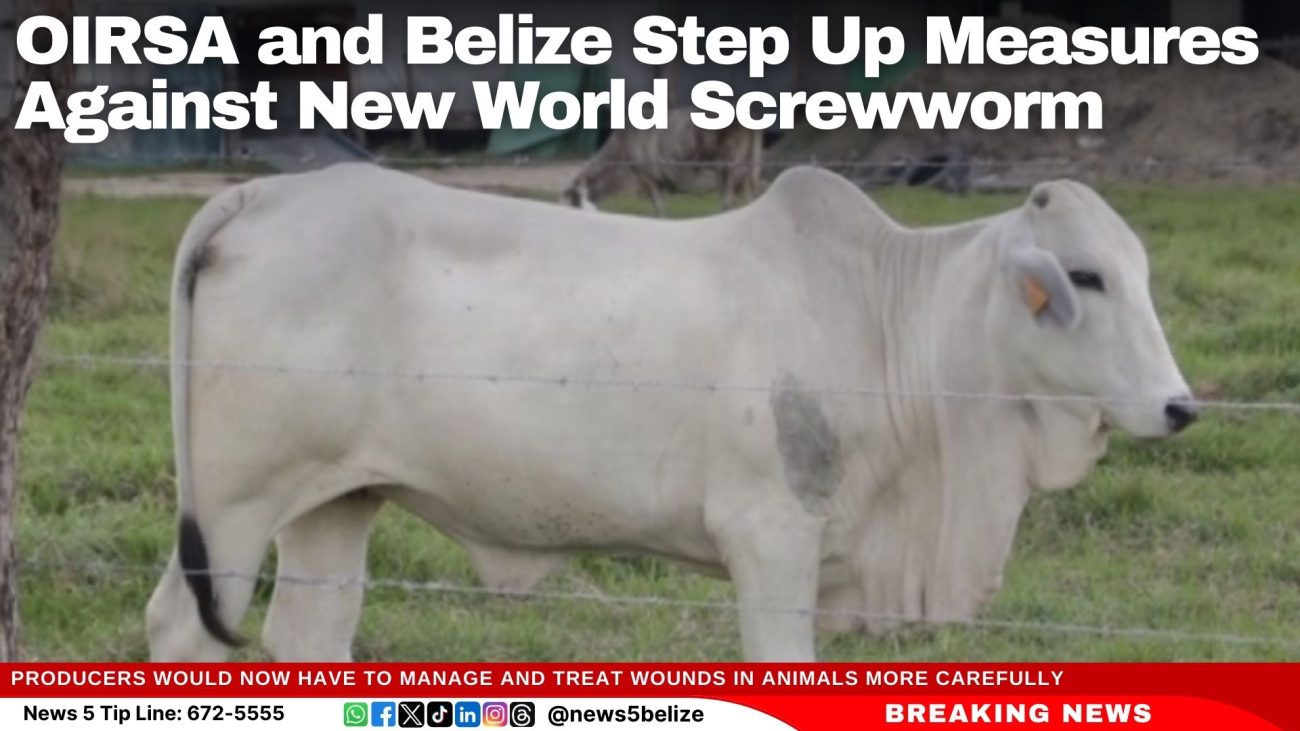 OIRSA and Belize Step Up Measures Against New World Screwworm