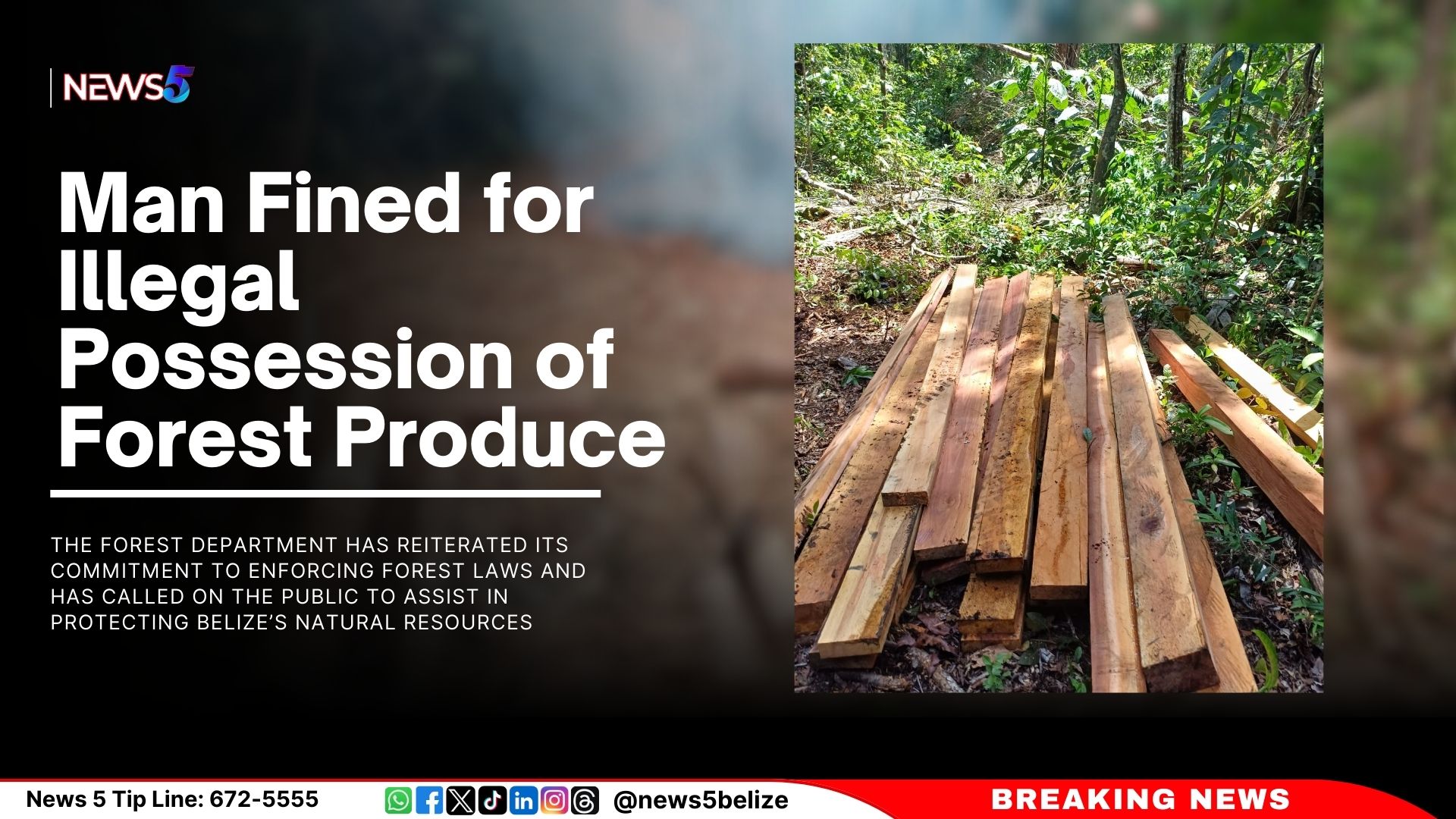 Man Fined for Illegal Possession of Forest Produce