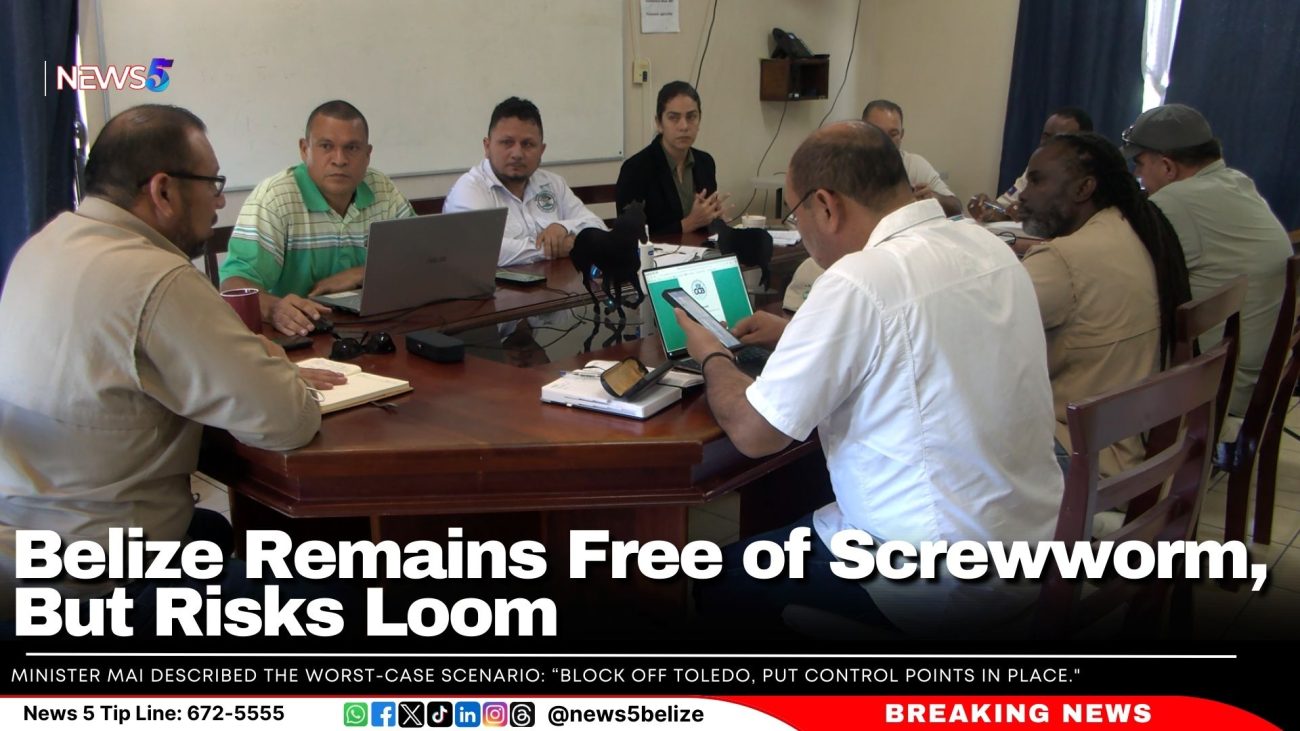 Belize Remains Free of Screwworm, But Risks Loom