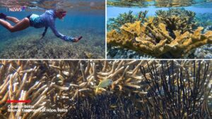 "Is it time to give up trying to save coral reefs? My research says no"