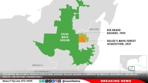 What’s Causing Deforestation in Belize’s Selva Maya Rainforest?