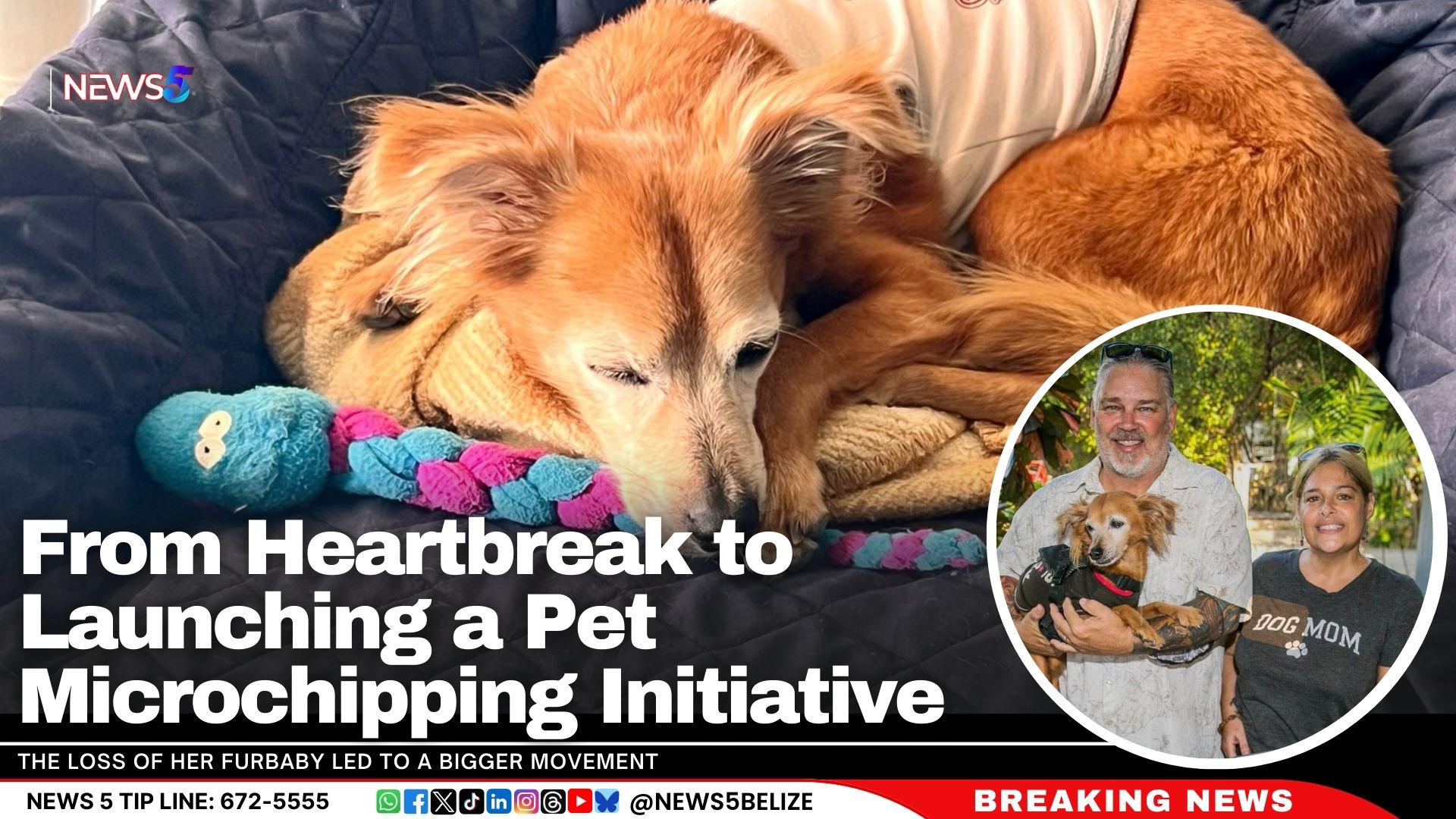 From Heartbreak to Launching a Pet Microchipping Initiative