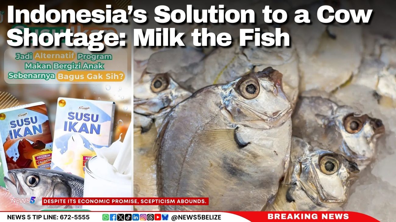 Indonesia’s Solution to a Cow Shortage: Milk the Fish