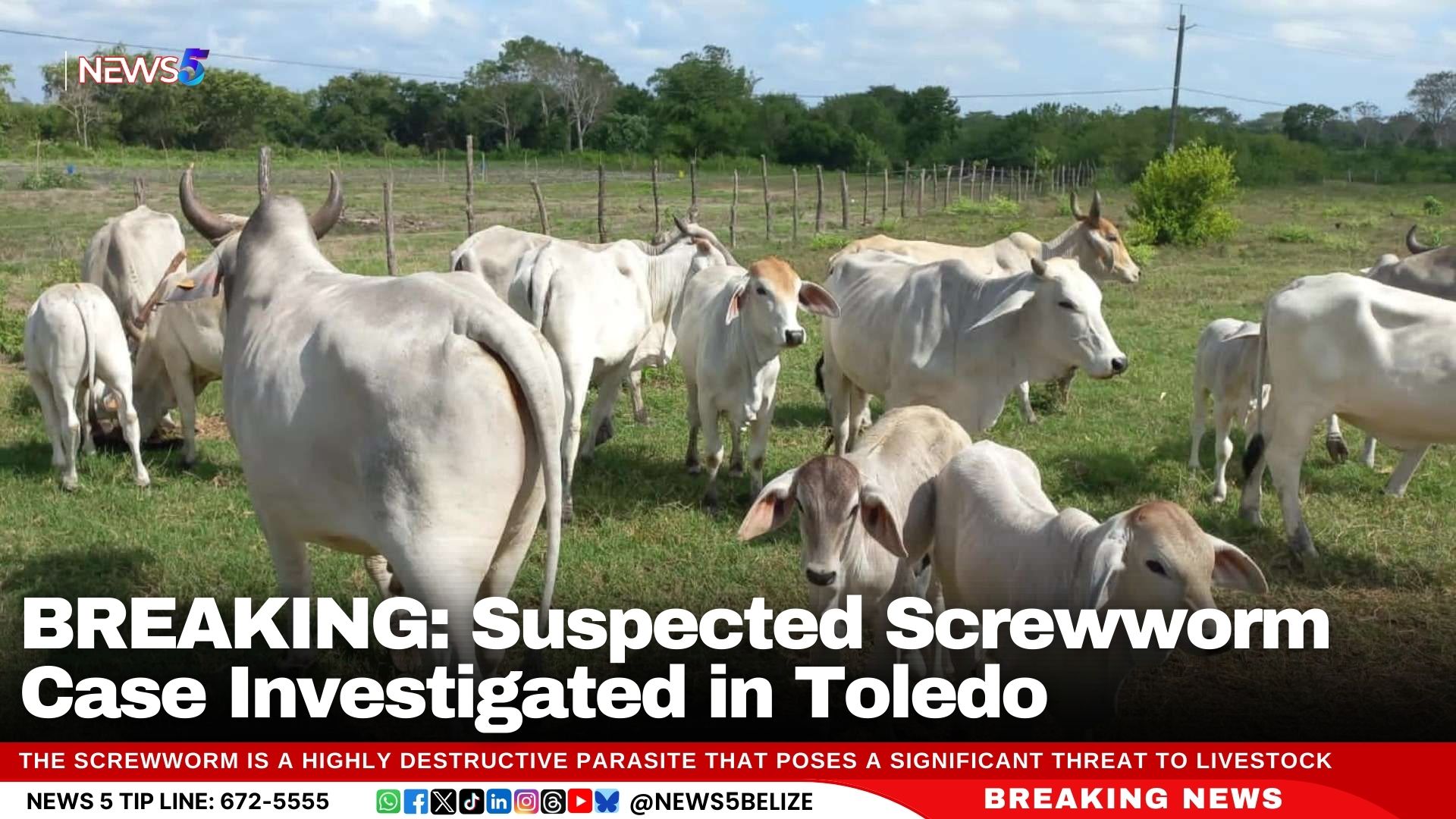 BREAKING: Suspected Screwworm Case Investigated in Toledo