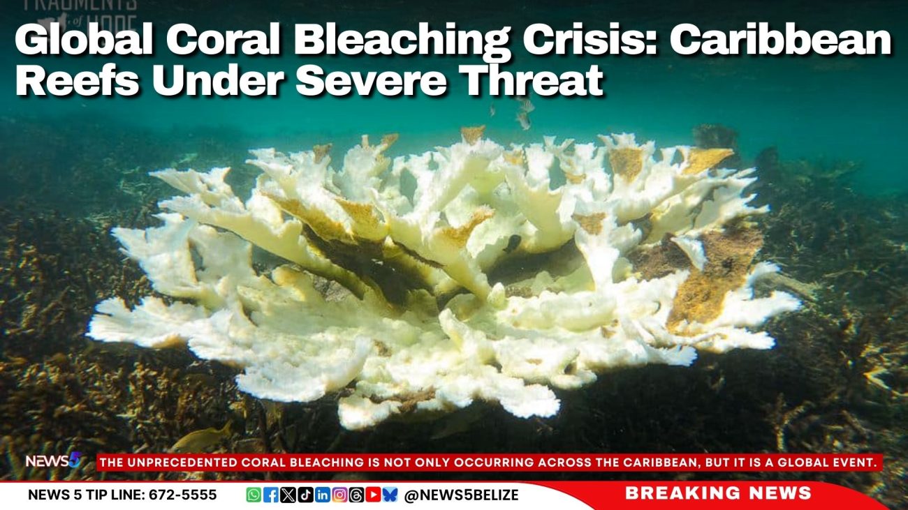 Global Coral Bleaching Crisis: Caribbean Reefs Under Severe Threat