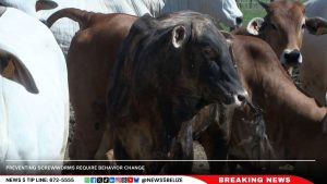 Seeds of Change: Belize’s 2024 Agricultural Gains, Challenges, and the Road Ahead