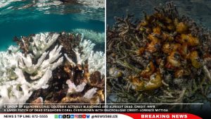 Global Coral Bleaching Crisis: Caribbean Reefs Under Severe Threat