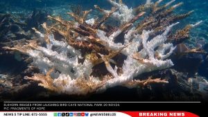 Global Coral Bleaching Crisis: Caribbean Reefs Under Severe Threat