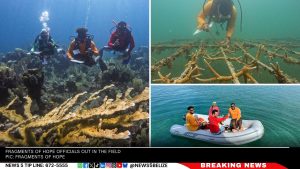 Global Coral Bleaching Crisis: Caribbean Reefs Under Severe Threat