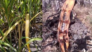 State of Emergency in Sugar Industry Due to Fungal Disease