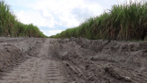 Terrible Sugar Roads: A Consistent Setback to Sugar Production   