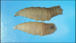 Screwworm Detection Won’t Affect Belize’s Trade with Mexico   