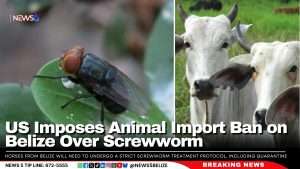 US Imposes Animal Import Ban on Belize Over Screwworm