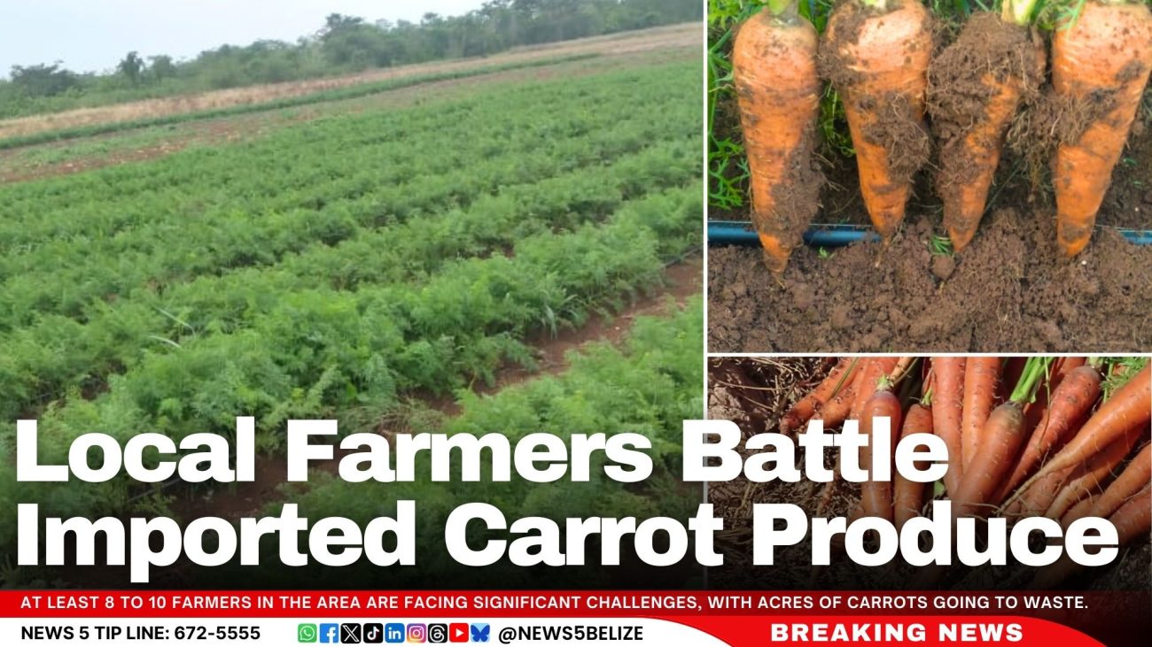 Local Farmers Battle Imported Carrot Produce