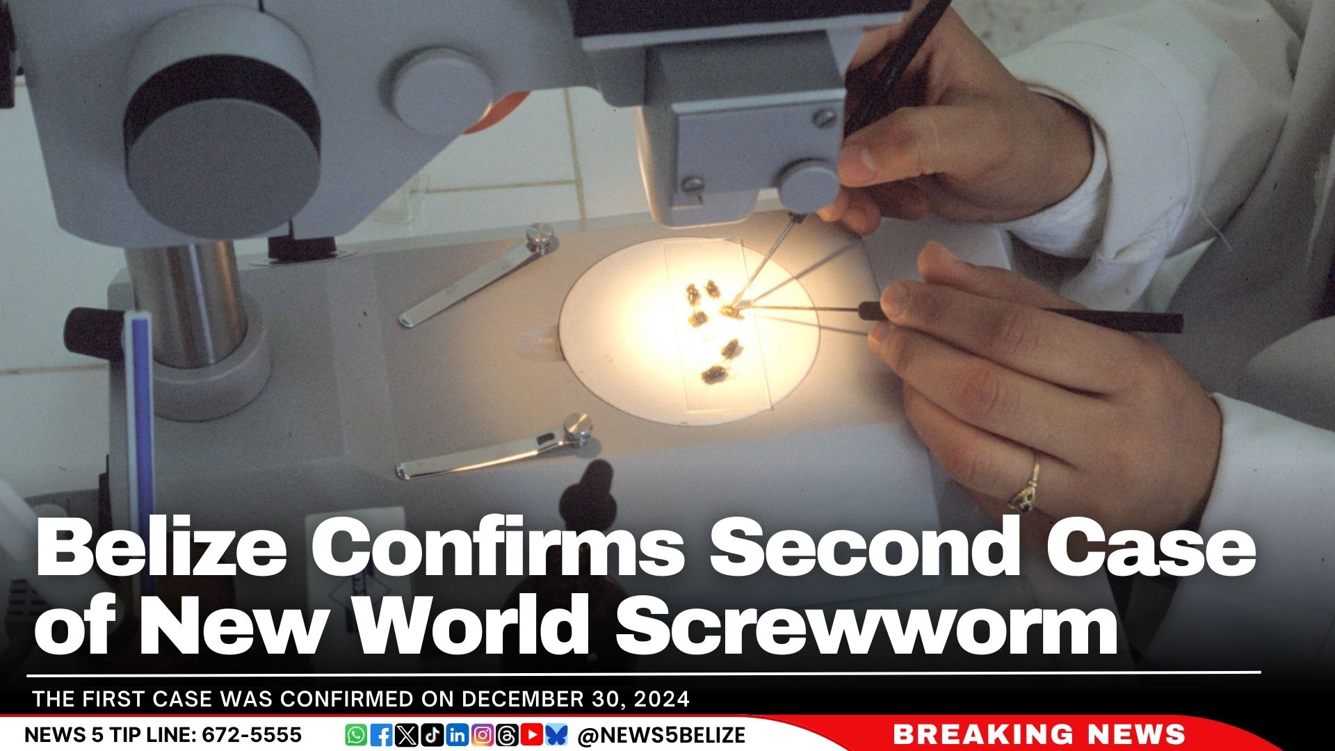 Belize Confirms Second Case of New World Screwworm