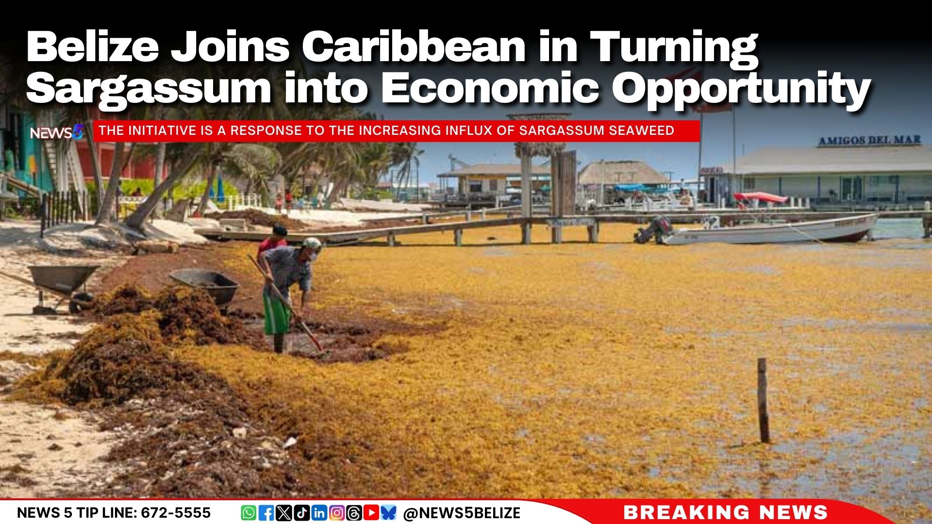 Belize Joins Caribbean in Turning Sargassum into Economic Opportunity