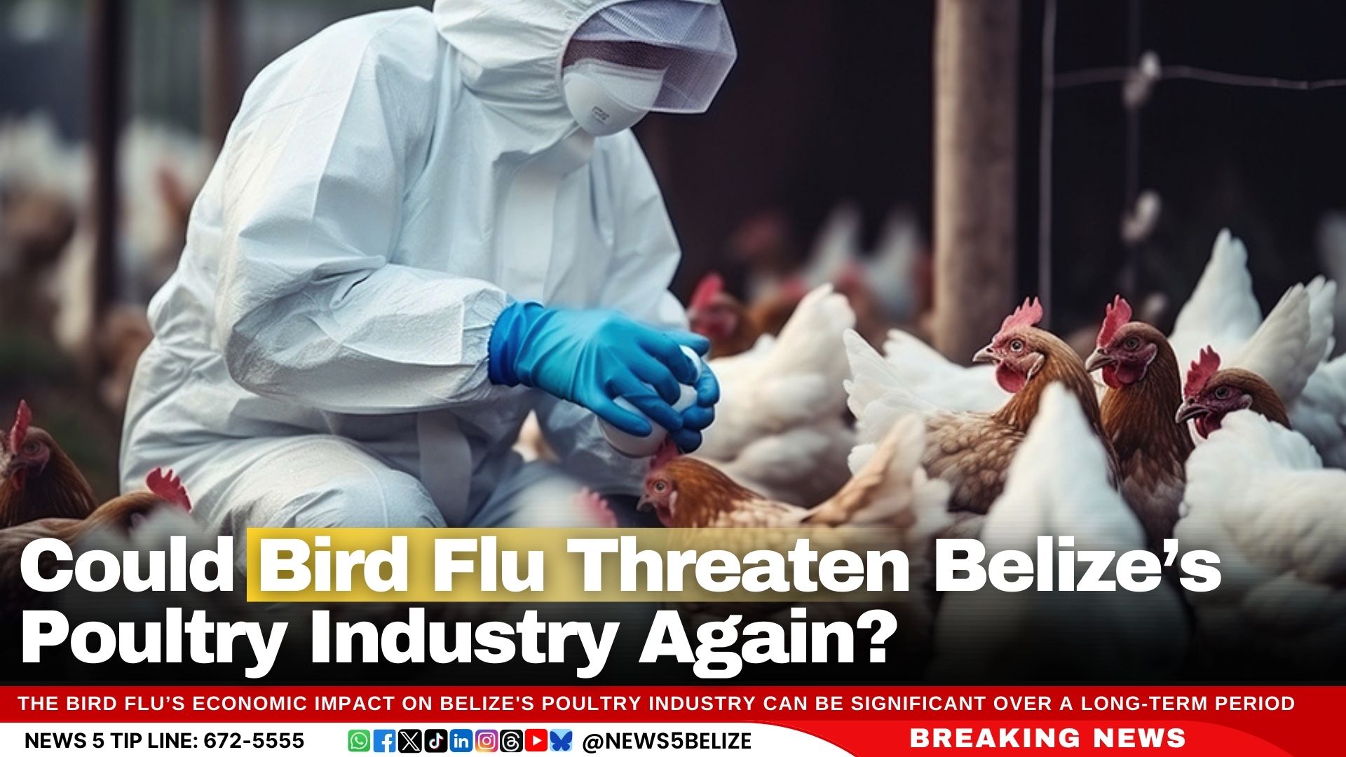 Could Bird Flu Threaten Belize’s Poultry Industry Again?