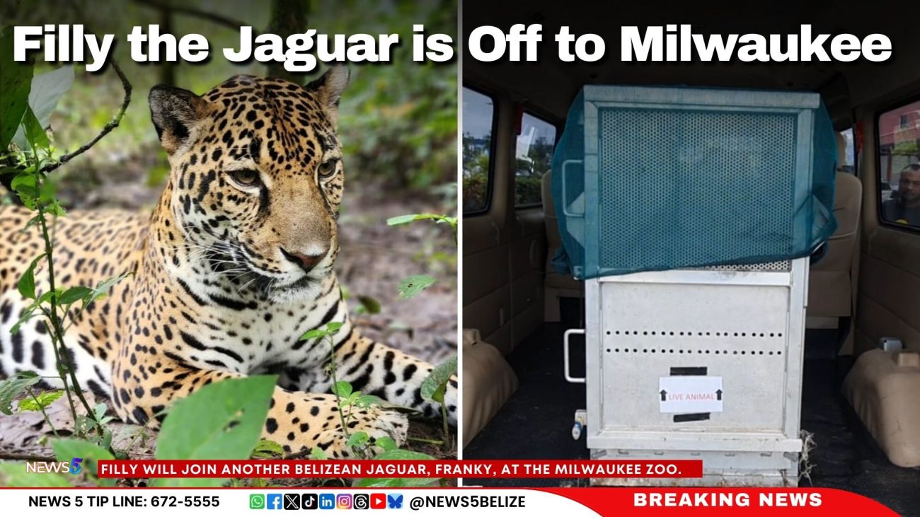 Filly the Jaguar is Off to Milwaukee