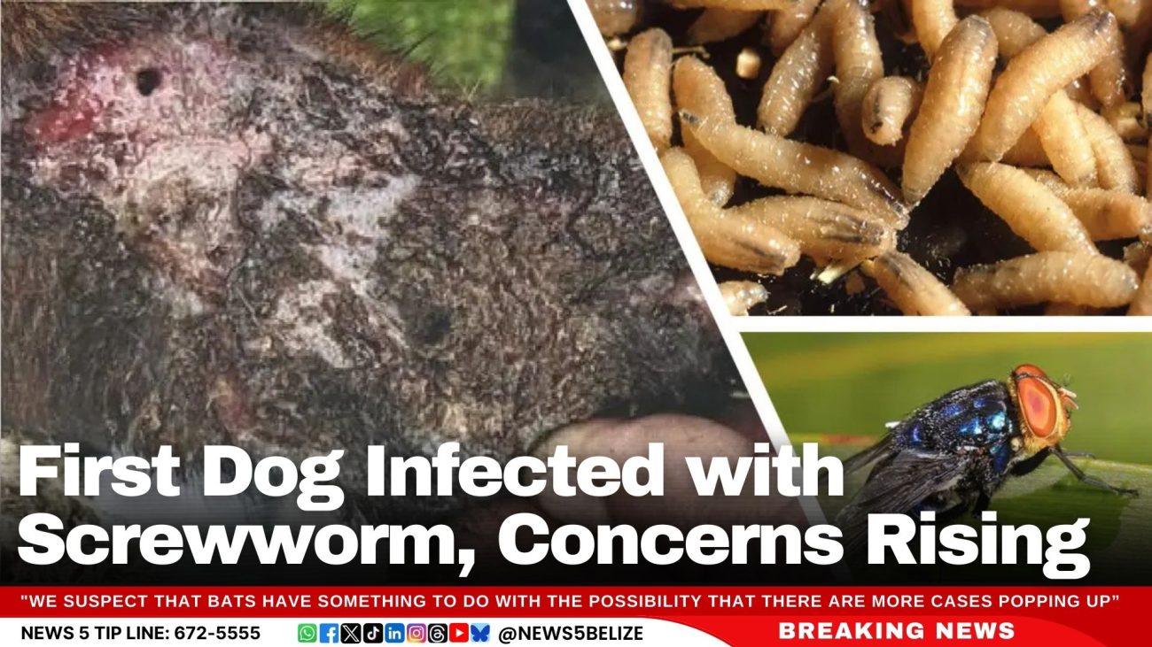 First Dog Infected with Screwworm, Concerns Rising