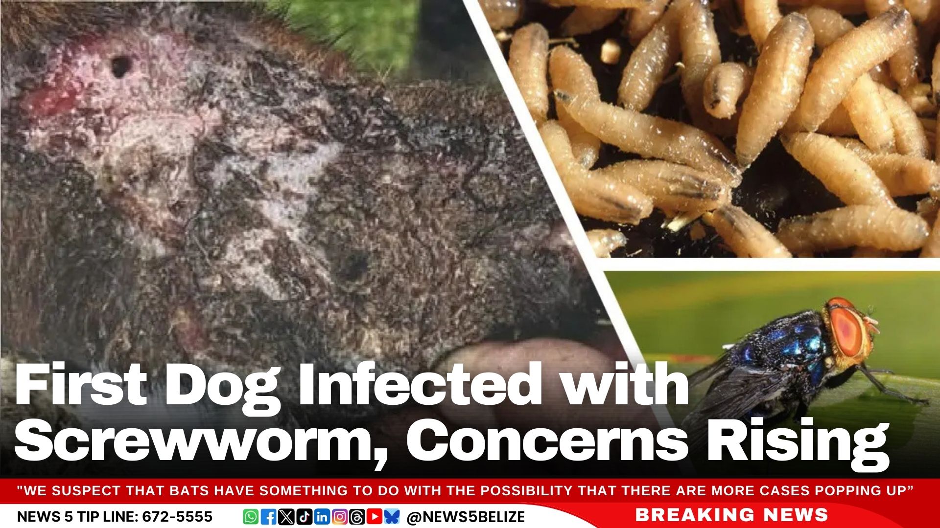 First Dog Infected with Screwworm, Concerns Rising