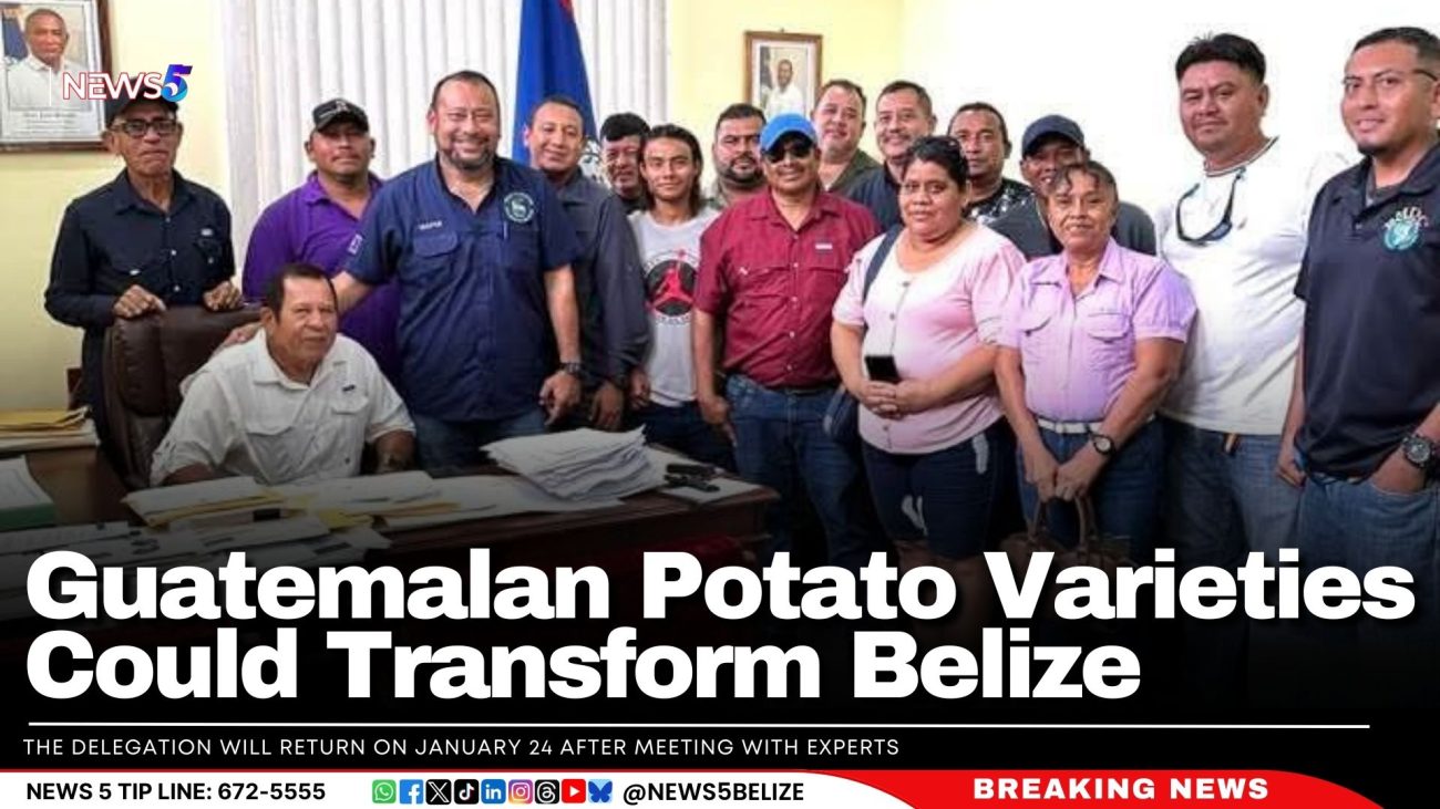 Guatemalan Potato Varieties Could Transform Belize