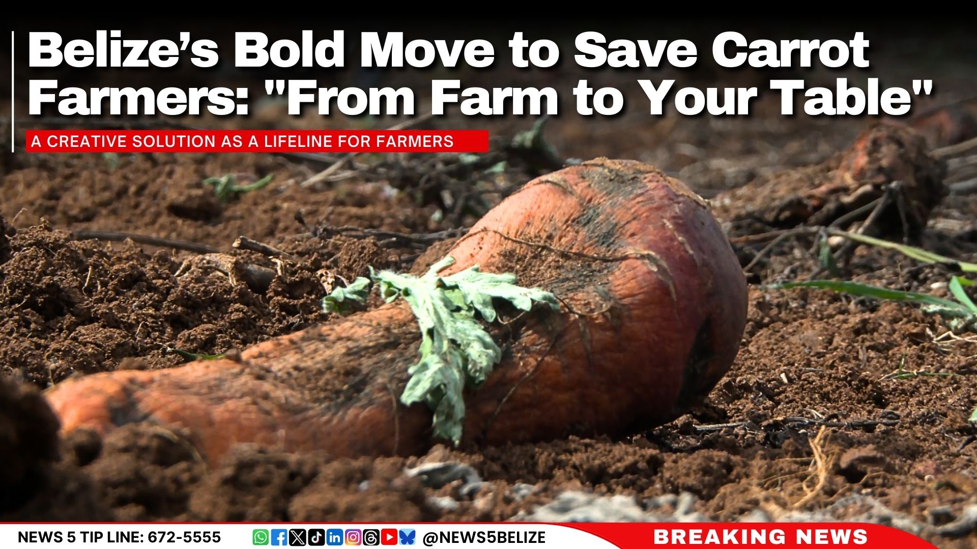 Belize’s Bold Move to Save Carrot Farmers: "From Farm to Your Table"