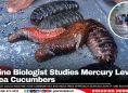 Marine Biologist Studies Mercury Levels in Sea Cucumbers