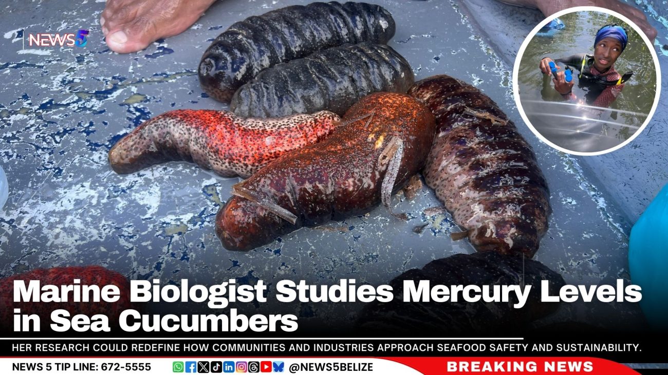 Marine Biologist Studies Mercury Levels in Sea Cucumbers