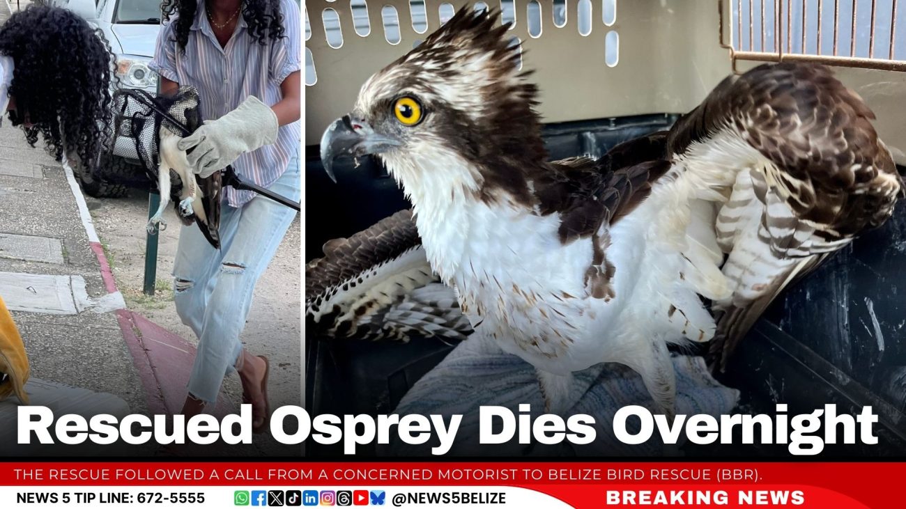 Rescued Osprey Dies Overnight