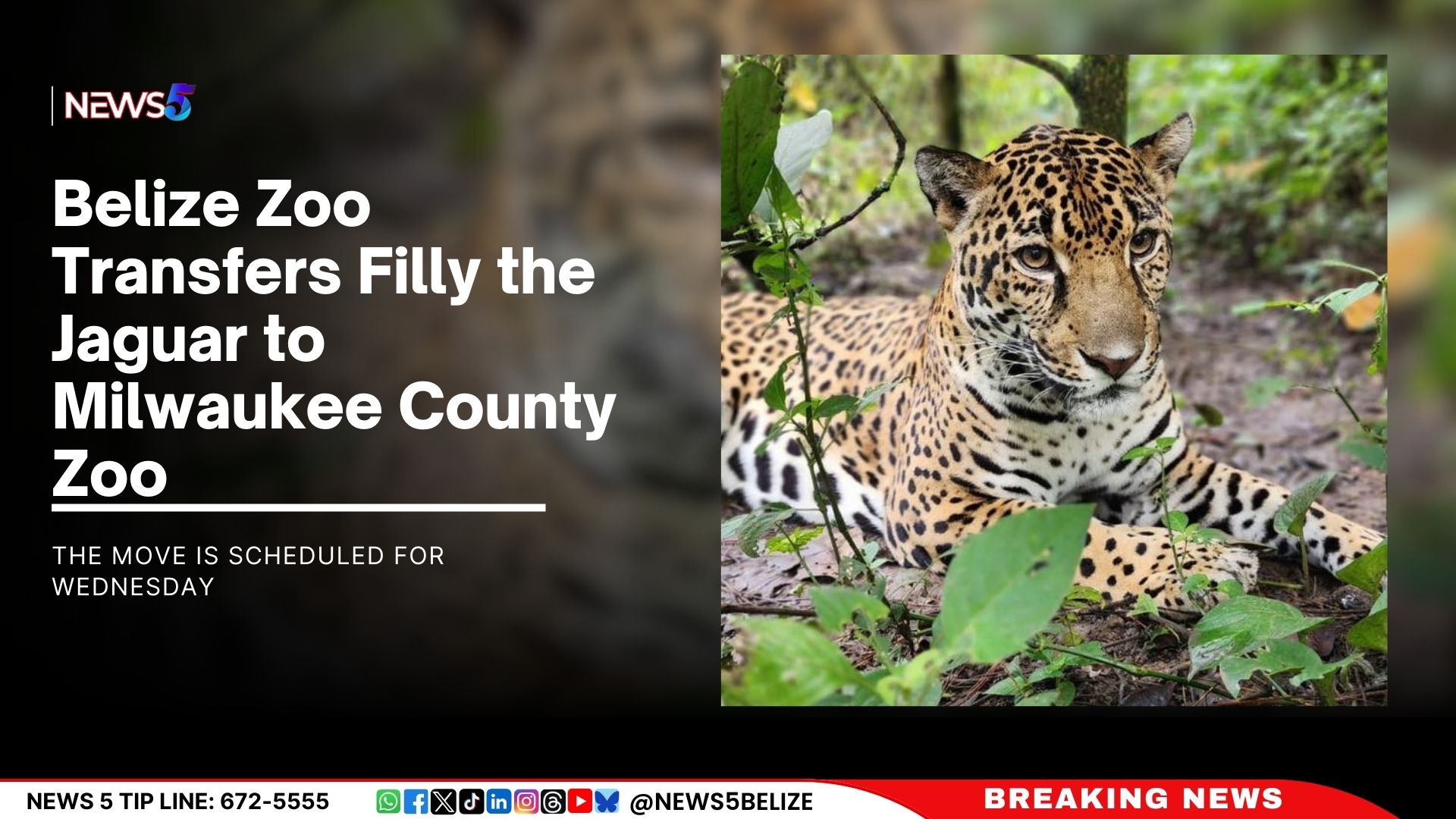 Belize Zoo Transfers Filly the Jaguar to Milwaukee County Zoo