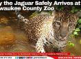 Filly the Jaguar Safely Arrives at Milwaukee County Zoo