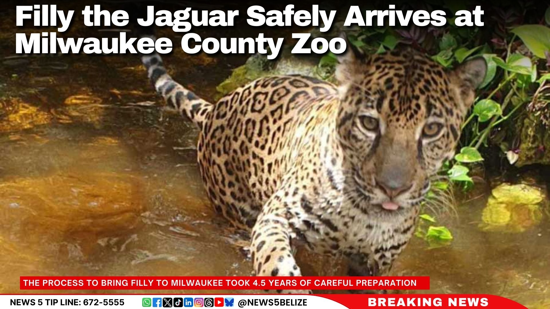 Filly the Jaguar Safely Arrives at Milwaukee County Zoo