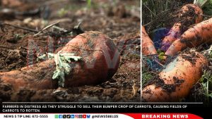 Belize’s Bold Move to Save Carrot Farmers: "From Farm to Your Table" 