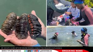 Marine Biologist Studies Mercury Levels in Sea Cucumbers