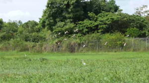 Belize Audubon Society Concludes 125th Christmas Bird Count