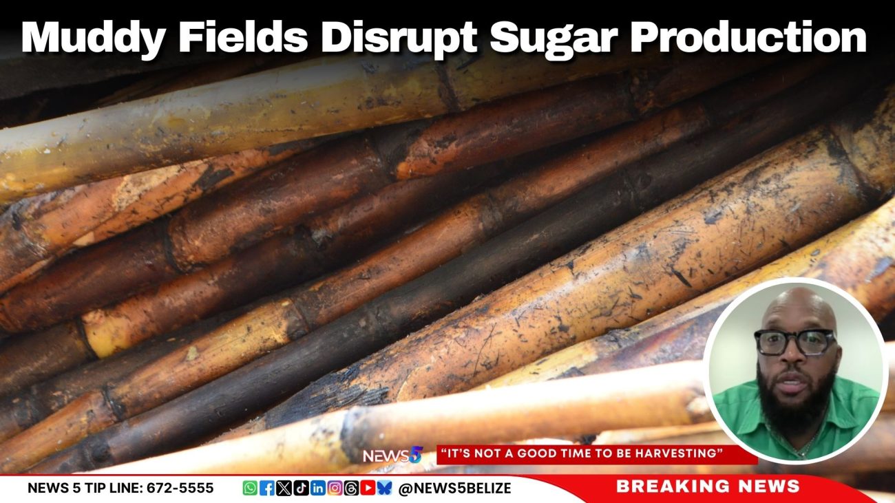 Muddy Fields Disrupt Sugar Production