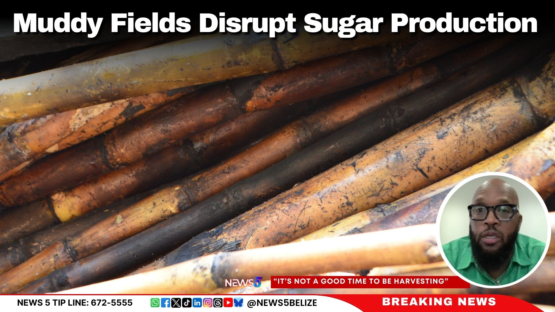 Muddy Fields Disrupt Sugar Production