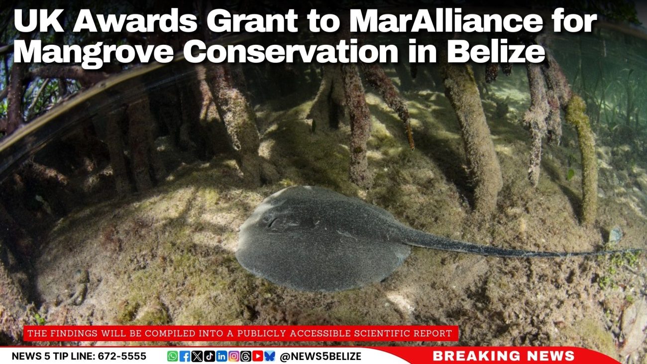 UK Awards Grant to MarAlliance for Mangrove Conservation in Belize