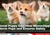 National Puppy Day: How Microchipping Protects Pups and Ensures Safety