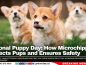 National Puppy Day: How Microchipping Protects Pups and Ensures Safety