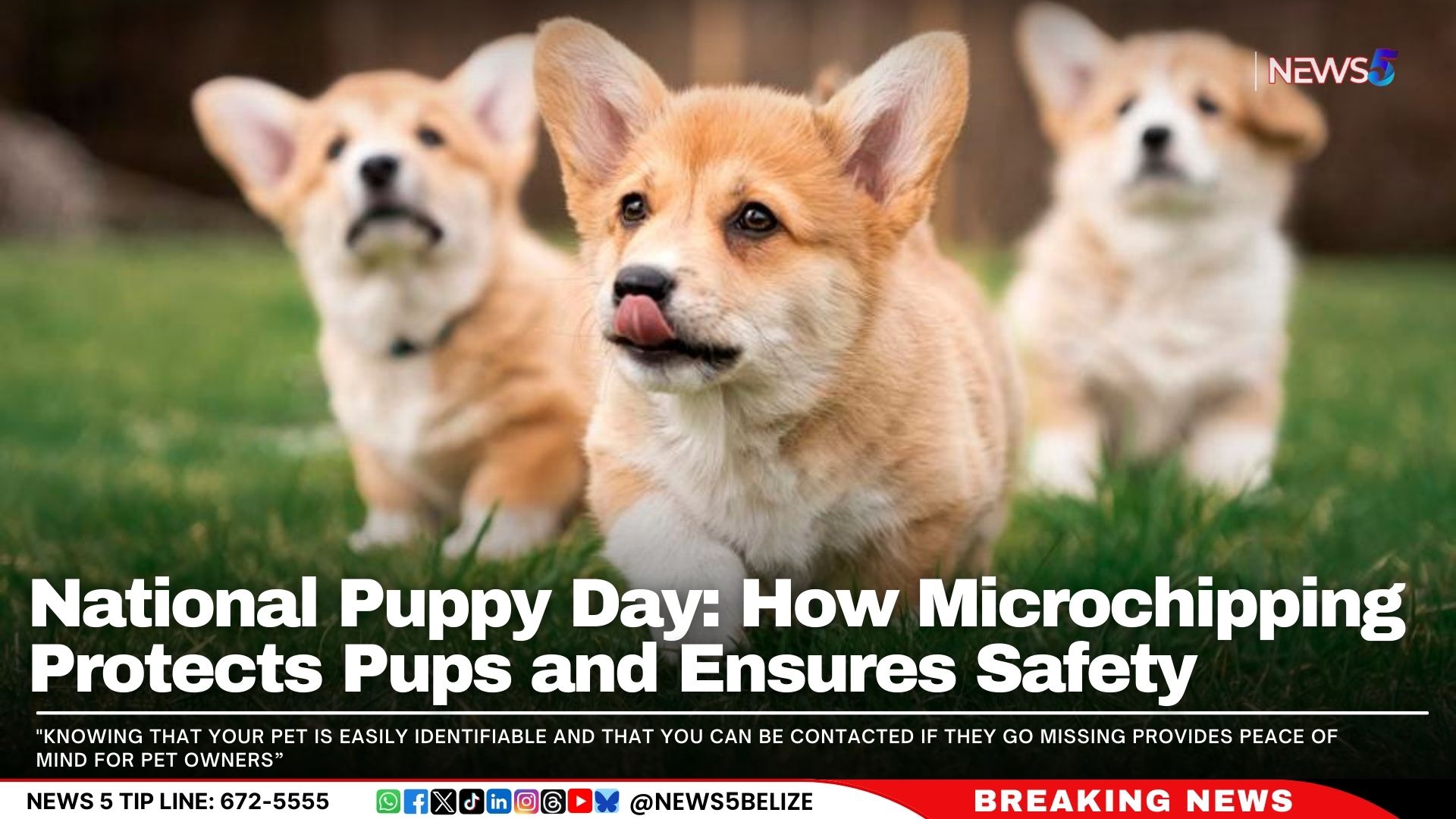 National Puppy Day: How Microchipping Protects Pups and Ensures Safety