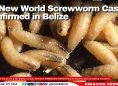 20 New World Screwworm Cases Confirmed in Belize