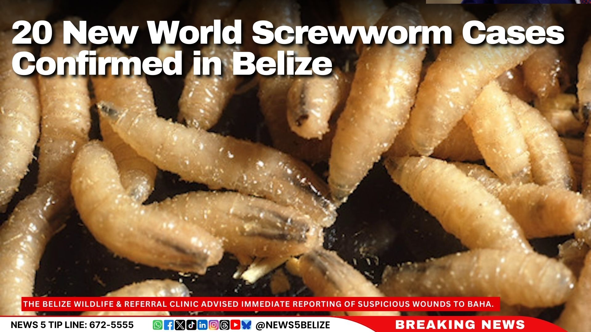 20 New World Screwworm Cases Confirmed in Belize