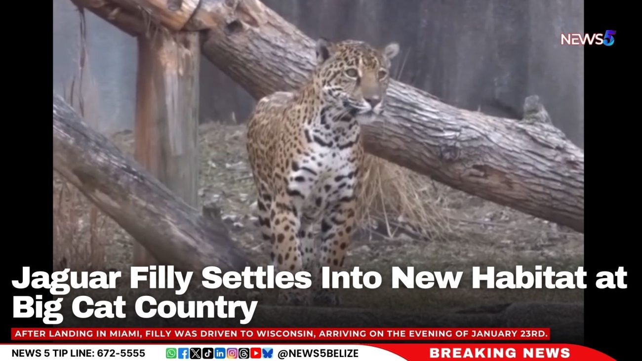 Jaguar Filly Settles Into New Habitat at Big Cat Country