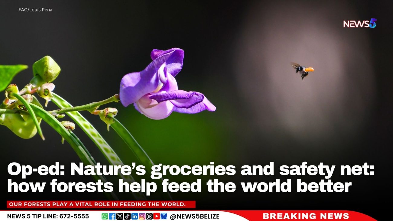 Op-ed: Nature’s groceries and safety net: how forests help feed the world better