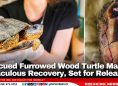 Rescued Furrowed Wood Turtle Makes Miraculous Recovery, Set for Release