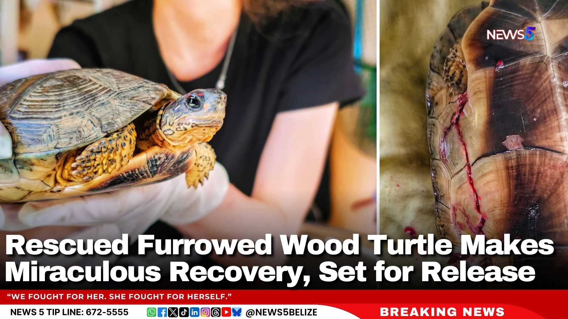 Rescued Furrowed Wood Turtle Makes Miraculous Recovery, Set for Release