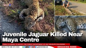 Juvenile Jaguar Killed Near Maya Centre